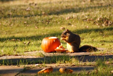 Pumpkin eating brown eating