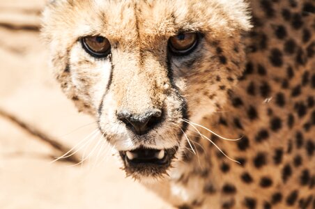 Wildcat animal carnivores photo