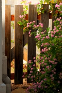 Flower, Garaden, Sunset