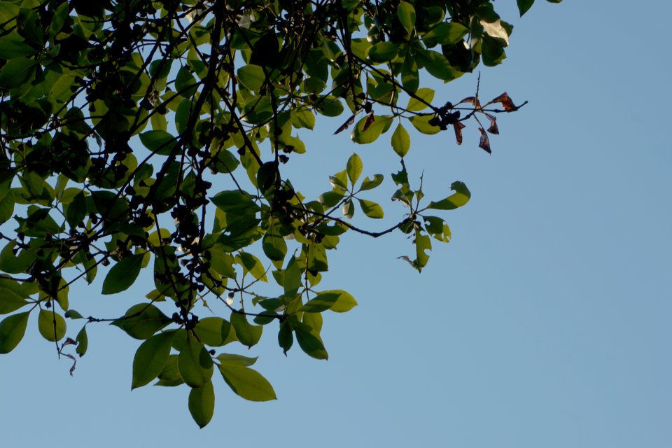 Leaves, Tree