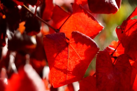 Leaves, Autumn, Fall