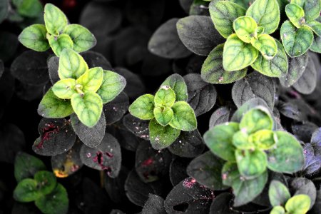 Garden, Herb