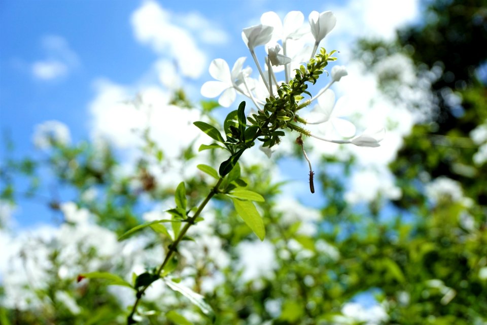 Flower