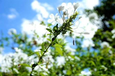 Flower