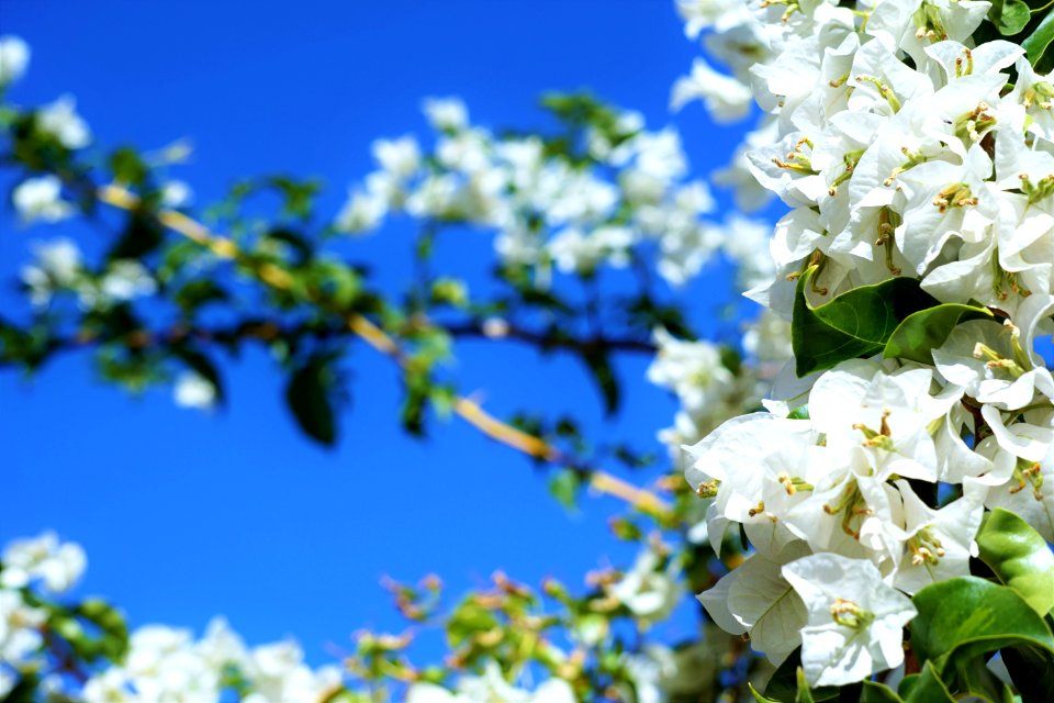 Tree, Flower