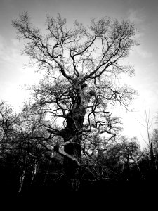 Sherwood forest, Mansfield, United kingdom