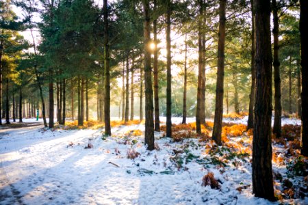 Sherwood pines forest park, Edwinstowe, United kingdom