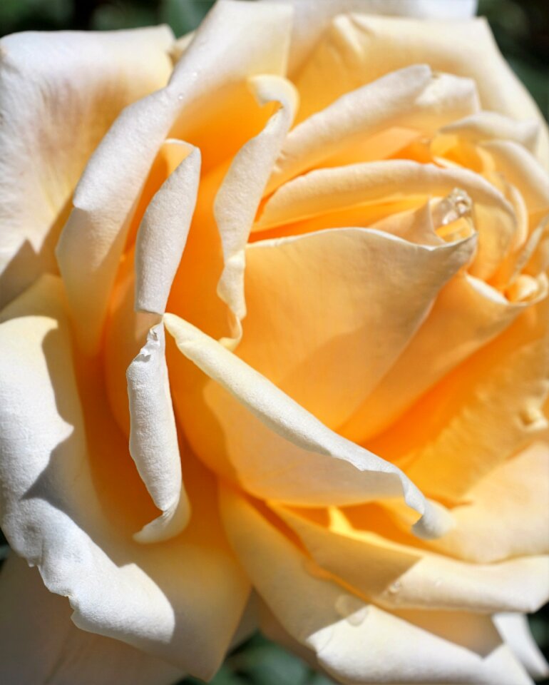 Symbol flower blossom