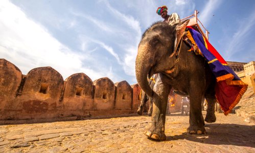 man riding on walking elephant at daytime photo