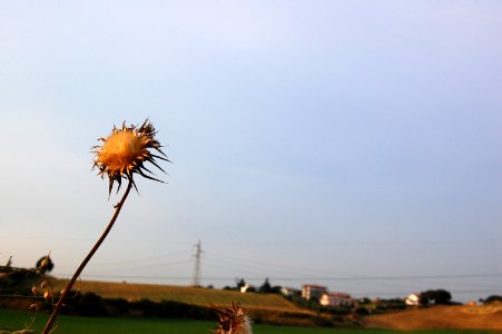 Thistle, Via di castel di leva, Roma photo