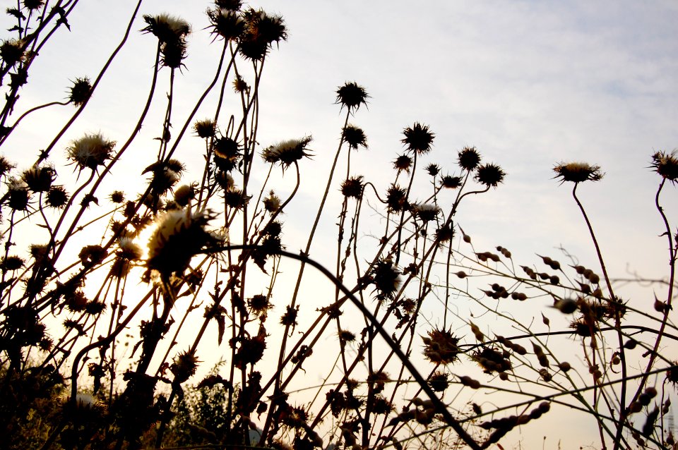 Nature, Backlight, Thistle