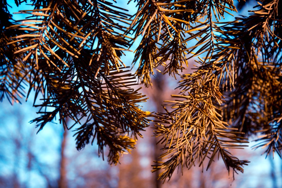 Saint petersburg, Russia, Fir needle