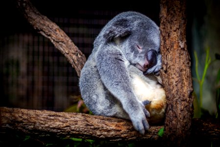 koala sleeping in the tree photo