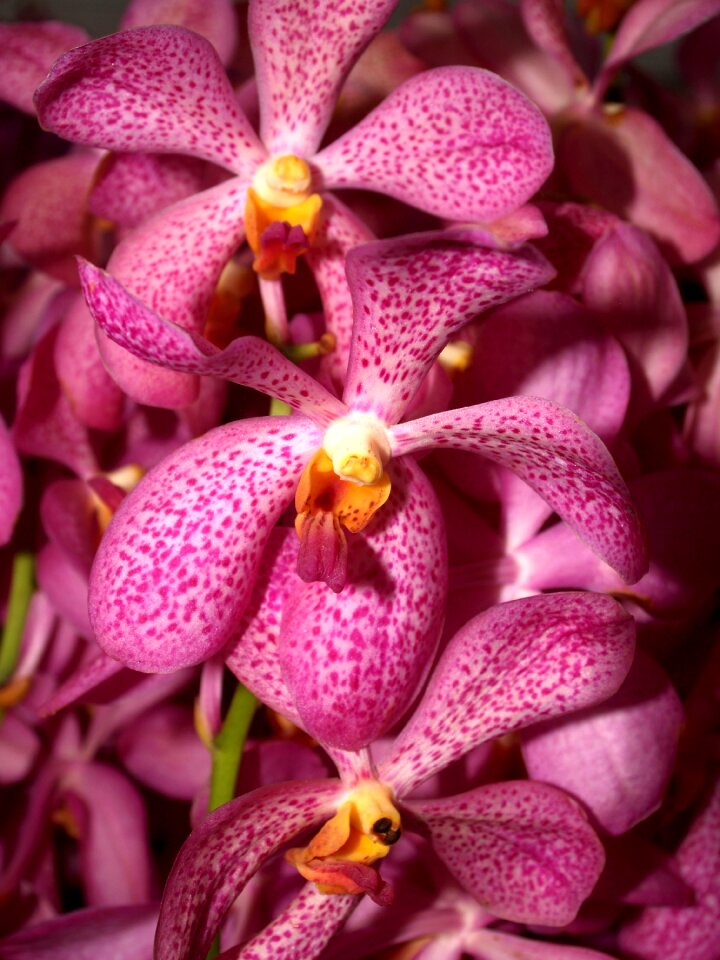 Violet flora growth