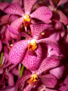 Violet flora growth