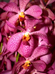 Violet flora growth photo