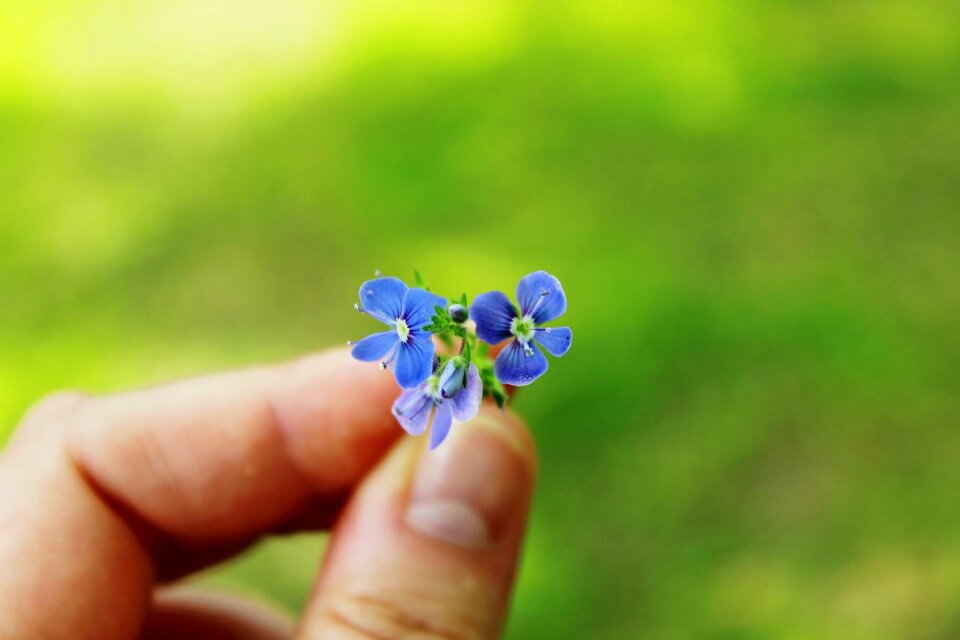 Finger nature pointed flower