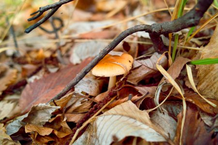 Mushroom