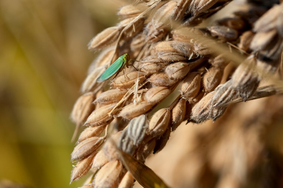 Gattinara, Italia, Insect