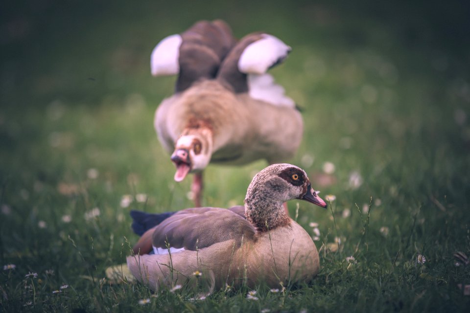 Birds, Animals, Green