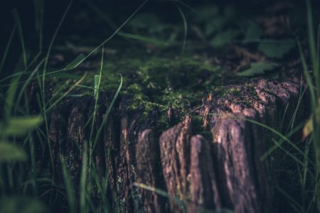 Green, Grass, Moss