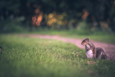 selective focus of gray squirrel on green grass field photo