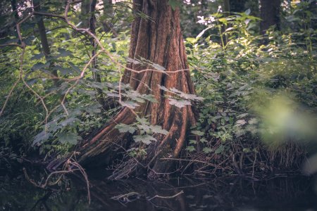 Green, Tree, Roots