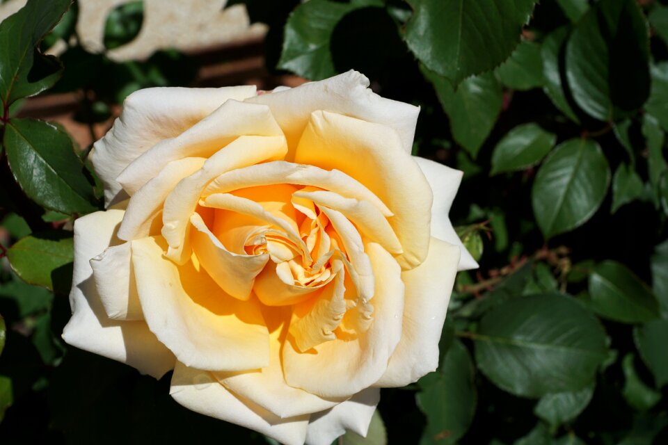 Symbol flower blossom