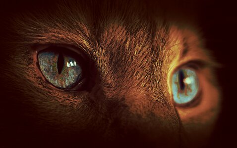Black blue animal