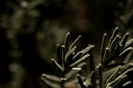 tilt shift lens photography of green plant