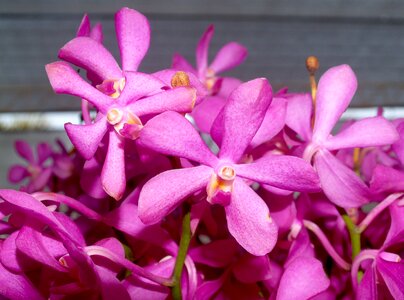 Violet flora growth photo