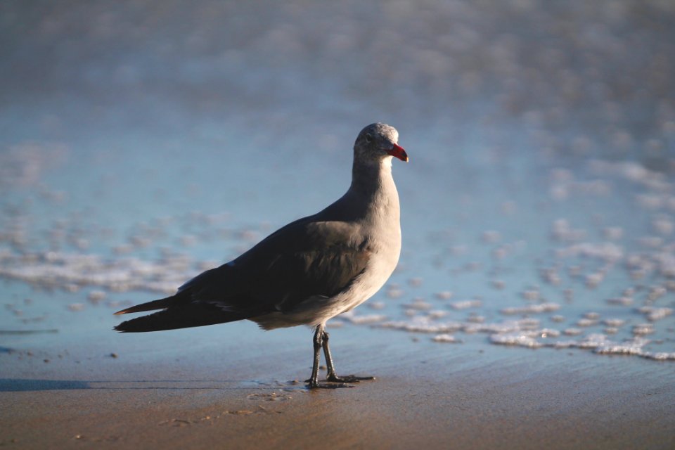 Salt creek beach, Dana point, United states