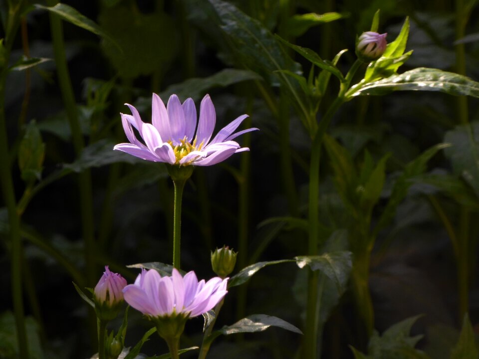 都忘 it light spring