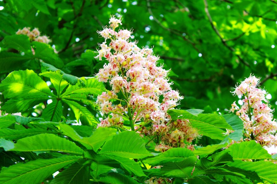 Chestnut leaves green canopy