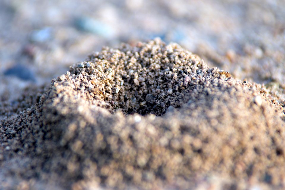 Road, Nature, Brown ants