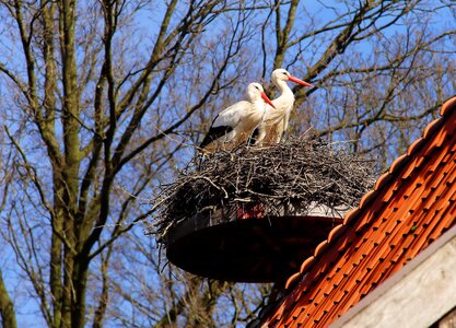 Plumage rattle stork nature