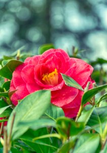 Bokeh, Red, Green
