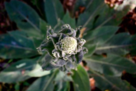 Green, Desert, Plant