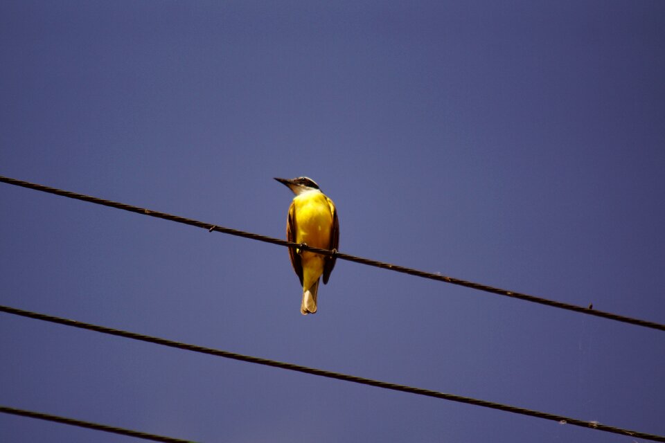 Wire wildlife ornithology