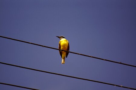 Wire wildlife ornithology