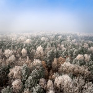 green pine trees covered with fog photo