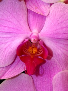 Violet flora growth photo