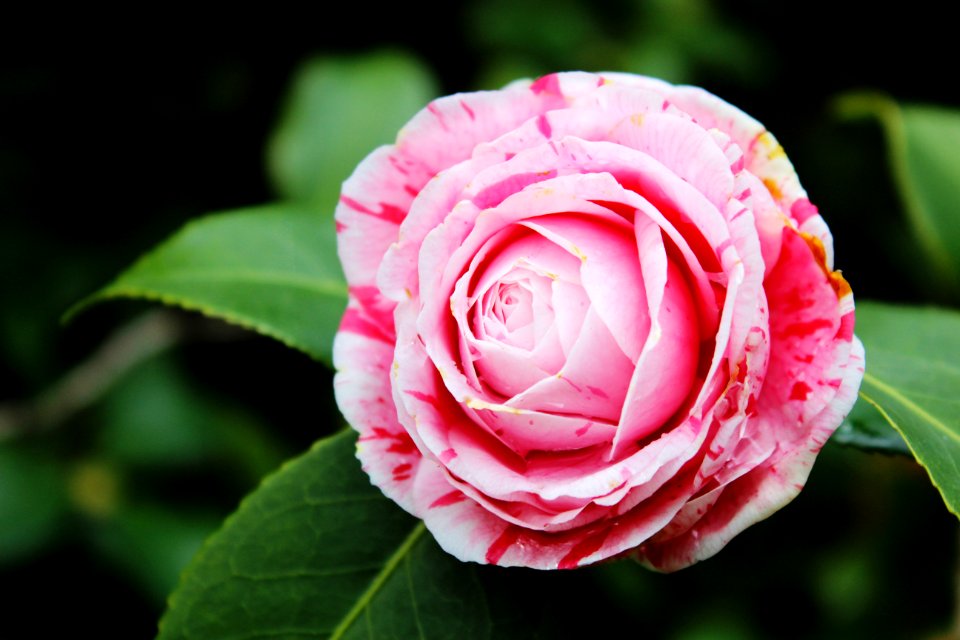 Pink, Floral, Flower