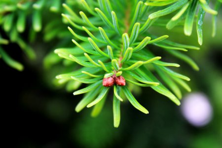 Pinecone, Pine photo