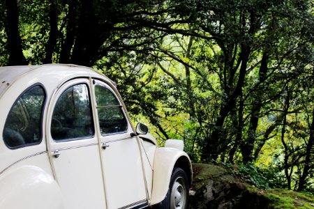 white beetle car in the middle of green trees photo