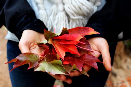 person holding red and green leaves