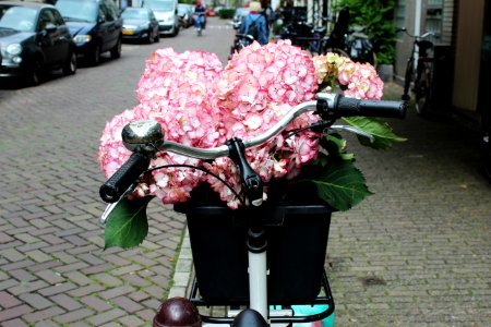 Msterdam, Amsterdam, Netherl photo