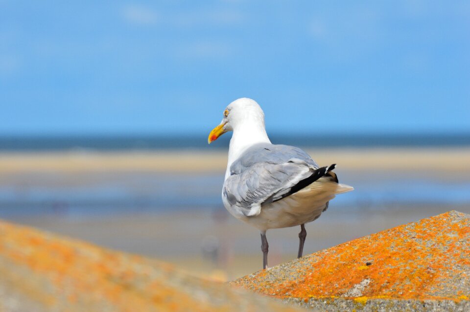 Seagull borkum north sea