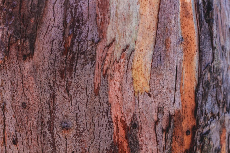 Forest, Trees, Texture