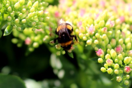 Green, Bumblebee, Honey